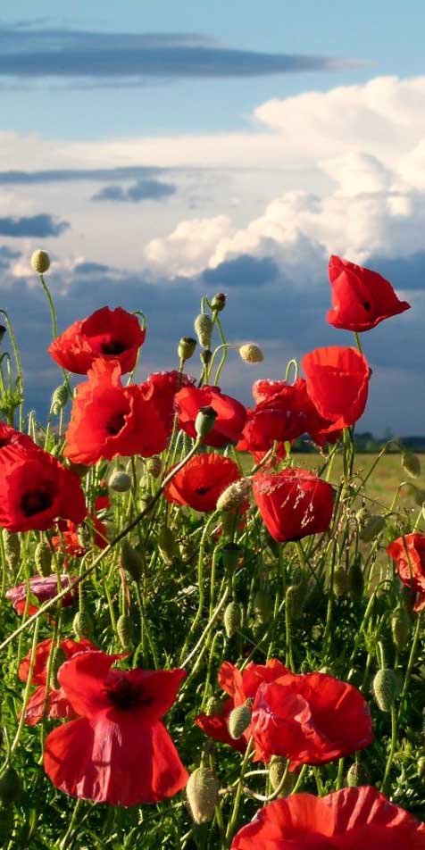 Итальянская весенняя ярмарка